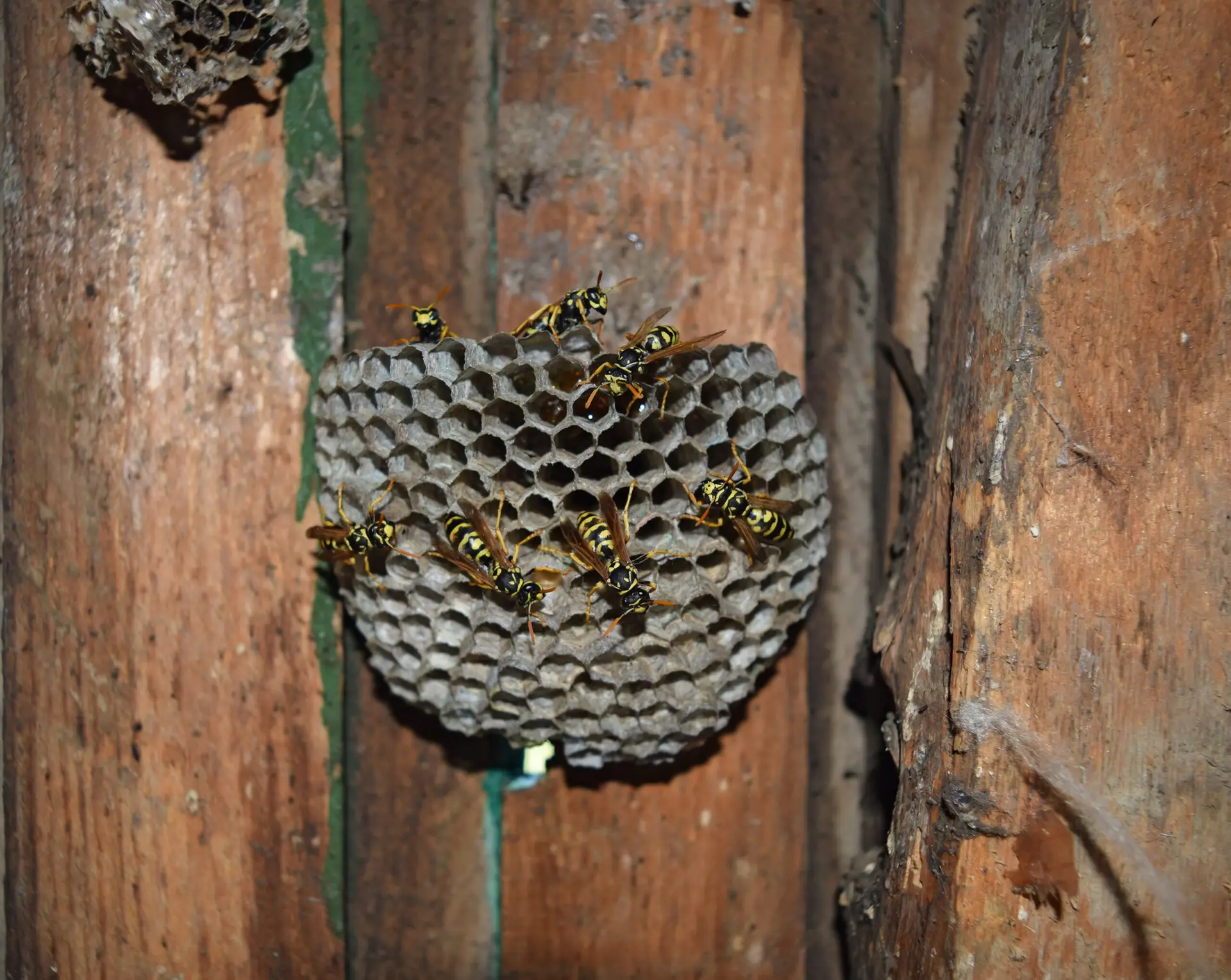 Nid de guêpes fixé sur une structure en bois