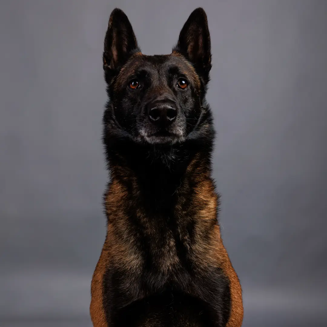 Chien détecteur de punaises de lit de Canoz en recherche