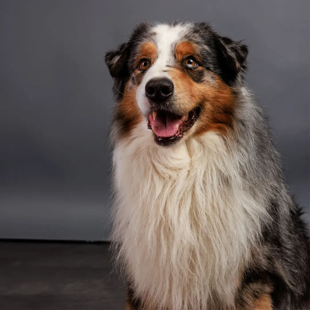 Chien détecteur de punaises de lit de Canoz au travail