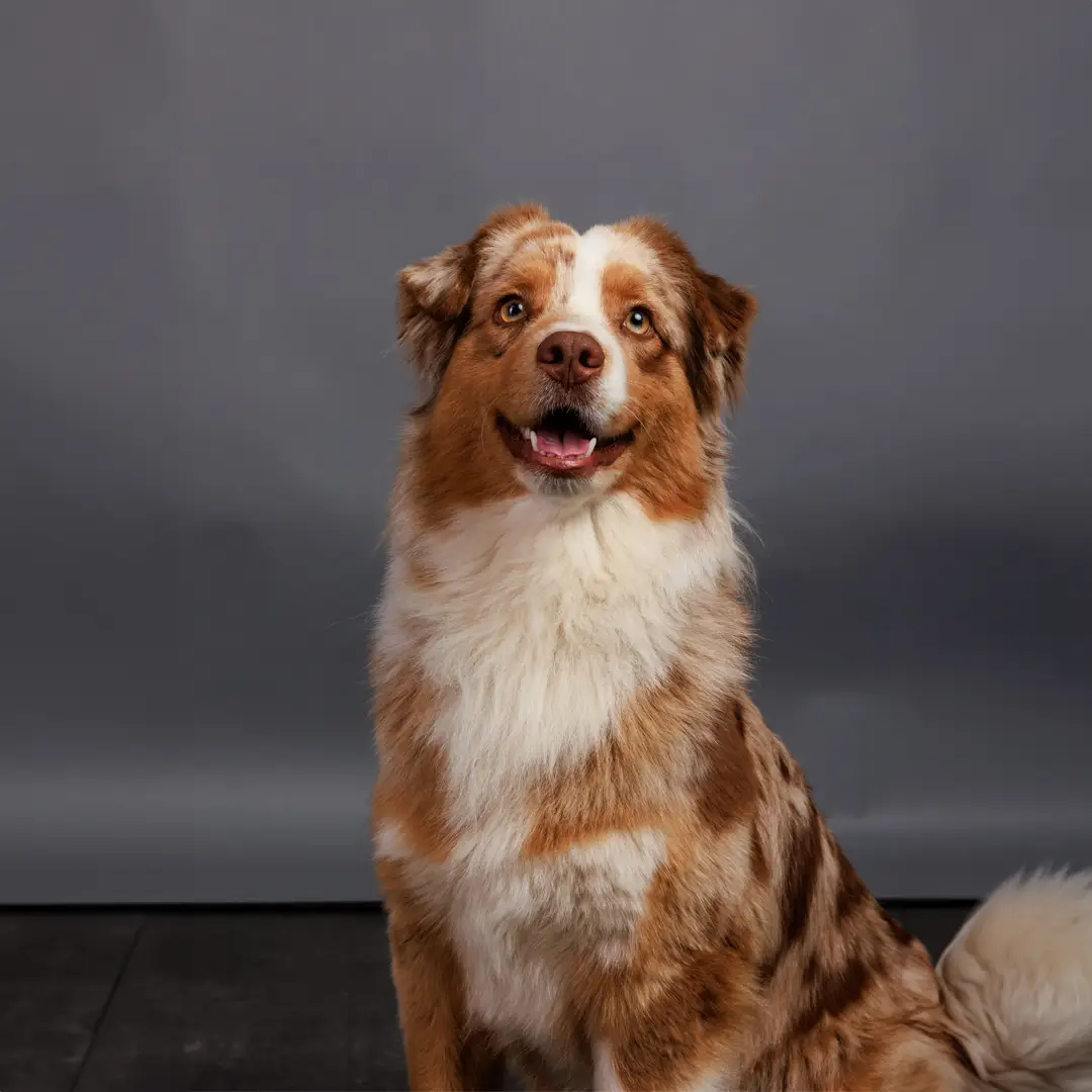 Chien détecteur de punaises de lit de Canoz au travail